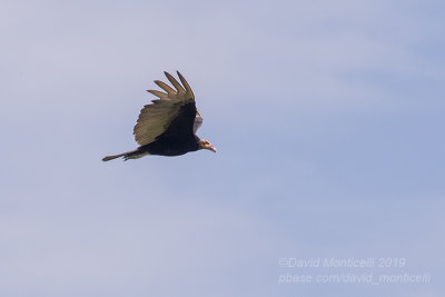Lesser Yellow-headed Vulture (Cathartes burrovianus)_along the Transpantaneira road, south of Pocon (Mato Grosso) 