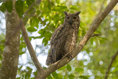 Great Horned Owl (Bubo virginianus) at roosting site_along the Transpantaneira road, south of Pocon (Mato Grosso)