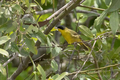Southern Yellowthroat (Geothlypis velata)(male)_along the Transpantaneira road, south of Pocon (Mato Grosso)