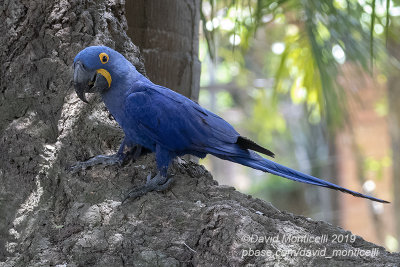 Hyacinth Macaw (Anodorhynchus hyacinthinus)_Hotel Pantanal Norte, Porto Jofre (Mato Grosso)