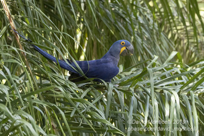 Hyacinth Macaw (Anodorhynchus hyacinthinus)_Hotel Pantanal Norte, Porto Jofre (Mato Grosso)