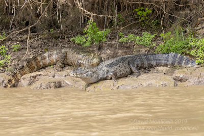 Yacare Caimans (Caiman yacare)_Cuiaba river south of Porto Jofre (Mato Grosso) 
