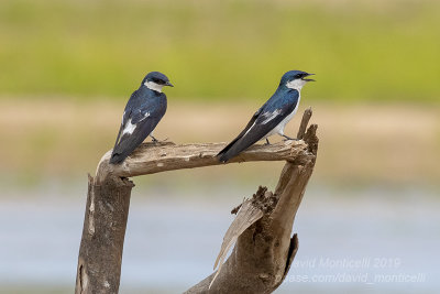White-winged Swallows (Tachycineta albiventer)_Cuiaba river, south of Porto Jofre (Mato Grosso)