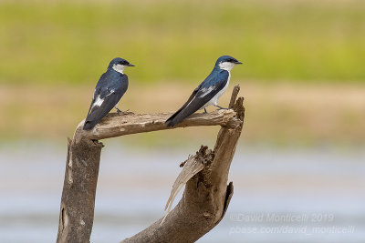 White-winged Swallows (Tachycineta albiventer)_Cuiaba river, south of Porto Jofre (Mato Grosso)