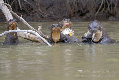 Giant Otter (Pteronura brasiliensis) family_Cuiaba river, south of Porto Jofre (Mato Grosso)