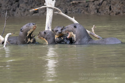 Giant Otter (Pteronura brasiliensis) family_Cuiaba river, south of Porto Jofre (Mato Grosso)