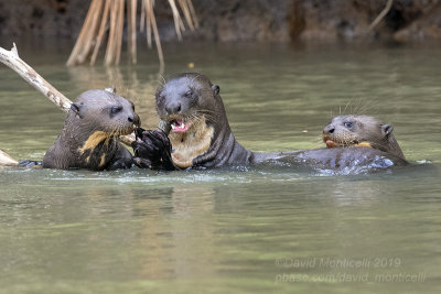 Giant Otter (Pteronura brasiliensis) family_Cuiaba river, south of Porto Jofre (Mato Grosso)