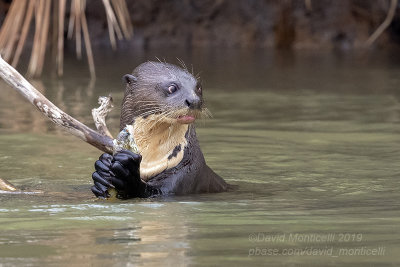 Giant Otter (Pteronura brasiliensis)_Cuiaba river, south of Porto Jofre (Mato Grosso)