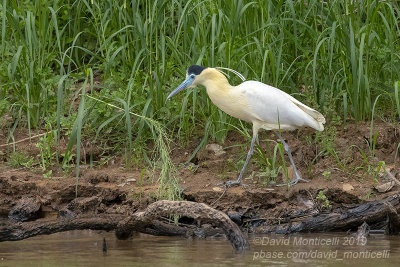 Capped Heron (Pilherodius pileatus)_Cuiaba river, south of Porto Jofre (Mato Grosso)