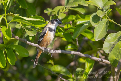 Rusty-collared Seedeater (Sporophila collaris)_Hotel Pantanal Norte, Porto Jofre (Mato Grosso)