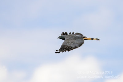 Crane Hawk (Geranospiza caerulescens)_along the Transpantaneira road, south of Pocon (Mato Grosso) 