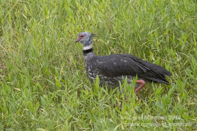 Southern Screamer (Chauna torquata)_along the Transpantaneira road, south of Poconé (Mato Grosso)