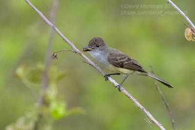 Brown-crested Flycatcher (Myarchus tyrannulus)_along the Transpantaneira road, south of Pocon (Mato Grosso)