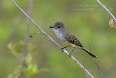 Brown-crested Flycatcher (Myarchus tyrannulus)_along the Transpantaneira road, south of Pocon (Mato Grosso)
