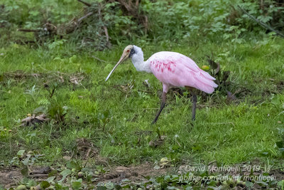 Roseate Spoonbill (Platalea ajaja)_along the Transpantaneira road, south of Poconé (Mato Grosso)