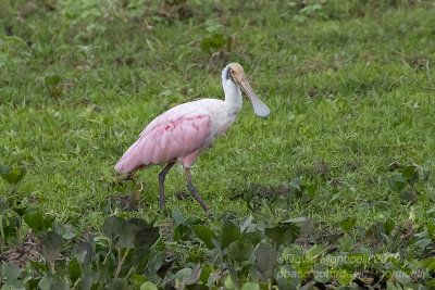 Roseate Spoonbill (Platalea ajaja)_along the Transpantaneira road, south of Poconé (Mato Grosso)