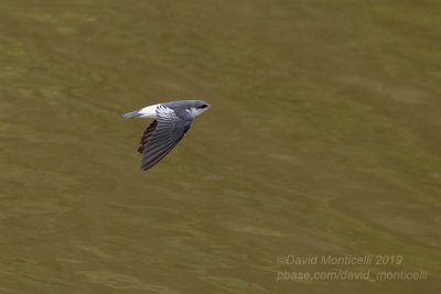 White-winged Swallow (Tachycineta albiventer)_Cuiaba river, south of Porto Jofre (Mato Grosso)