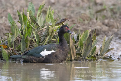 Muscovy Duck (Cairina moschata)_near Pouso Alegre Lodge, south of Poconé (Mato Grosso)