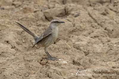 Chalk-browed Mockingbird (Mimus saturninus)_near Pouso Alegre Lodge, south of Pocon (Mato Grosso)