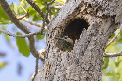 Green-barred Woodpecker (Chrysoptilus melanochloros)(female)_near Pouso Alegre Lodge, south of Pocon (Mato Grosso)