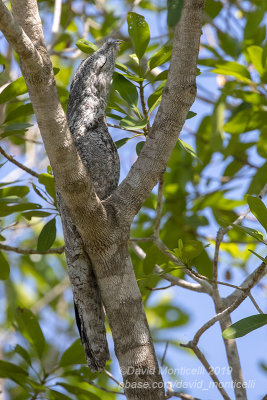 Great Potoo (Nyctibius grandis)_near Pouso Alegre Lodge, south of Pocon (Mato Grosso)
