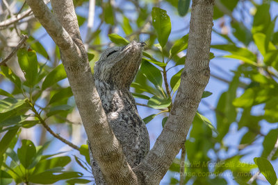 Great Potoo (Nyctibius grandis) at roosting site_near Pouso Alegre Lodge, south of Pocon (Mato Grosso)