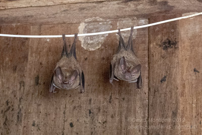 Common Vampire Bats (Desmodus rotundus)_near Pouso Alegre, south of Pocon (Mato Grosso)