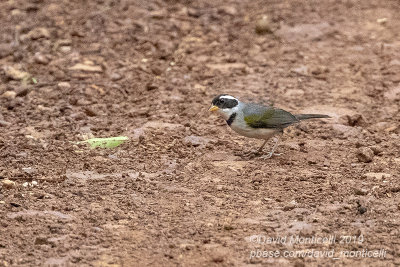 Saffron-billed Sparrow (Arremon flavirostris)_Vale da Benao, Chapada dos Guimares NP (Mato Grosso)