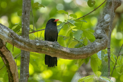 Black-fronted Nunbird (Monasa nigrifrons)_Vale da Benao, Chapada dos Guimares NP (Mato Grosso)