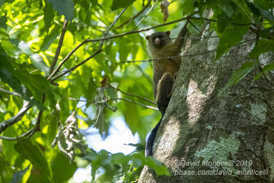 Black-tailed Marmoset (Mico melanurus)_near Pouso Alegre Lodge, south of Pocon (Mato Grosso)