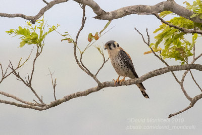American Kestrel (Falco sparverius)_Chapada dos Guimares NP (Mato Grosso)