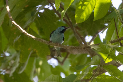 Blue Dacnis (Dacnis cayana)(male)_Vale da Benao, Chapada dos Guimares NP (Mato Grosso)