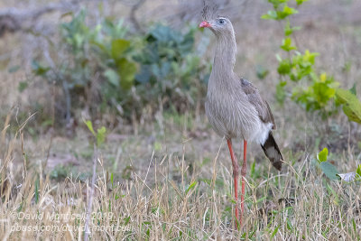 Red-legged Seriema (Cariama cristata)_Chapada dos Guimares NP (Mato Grosso)