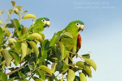Red-shouldered Macaws (Diopsittaca nobilis)_Chapada dos Guimares NP (Mato Grosso)