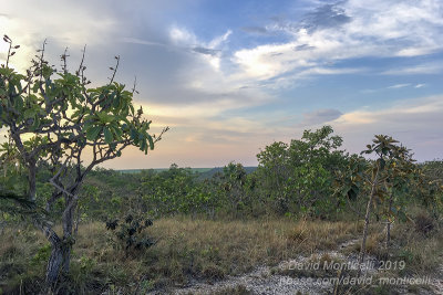 Cerrado vegetation_Chapada dos Guimares NP (Mato Grosso)