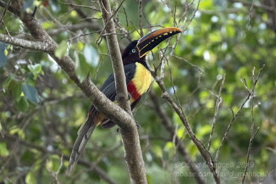 Chestnut-eared Araari (Pteroglossus inscriptus)_Vale da Benao, Chapada dos Guimares NP (Mato Grosso)