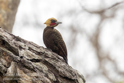 Pale-crested Woodpecker (Celeus lugubris)(male)_near Poussada Piuval, south of Pocon (Mato Grosso)