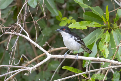 Great Antshrike (Taraba major)(male)_near Poussada Piuval, south of Pocon (Mato Grosso)
