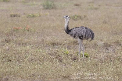 Greater Rhea (Rhea americana)_near Poussada Piuval, south of Pocon (Mato Grosso)