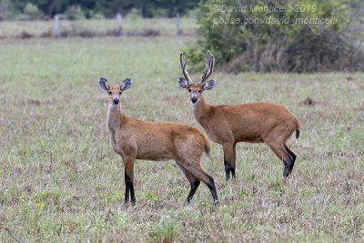 Marsh Deers (Blastocerus dichotomus)_along the Transpantaneira road, south of Pocon (Mato Grosso)