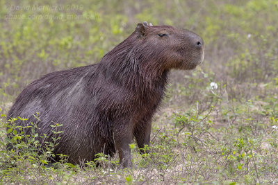Capybara (Hydrochoerus hydrochaeris)_near Pantanal Mato Grosso Hotel, south of Pocon (Mato Grosso)