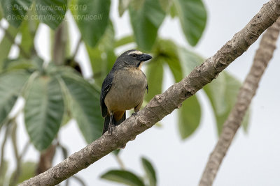 Grayish Saltator (Saltator coerulescens)_near Pantanal Mato Grosso Hotel, south of Pocon (Mato Grosso)