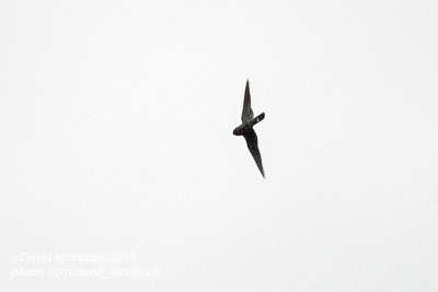 Band-tailed Nighthawk (Nyctiprogne leucopyga)_Rio Pixaim near Pantanal Mato Grosso Hotel, south of Pocon (Mato Grosso)