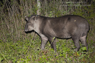 South American Tapir (Tapirus terrestris)_near Pantanal Mato Grosso Hotel, south of Pocon (Mato Grosso)