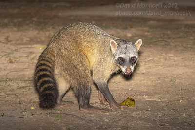 Crab-eating Raccoon (Procyon cancrivorus)_near Pantanal Mato Grosso Hotel, south of Pocon (Mato Grosso)
