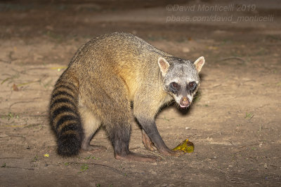 Wildlife trip to Brazil (October 2019)