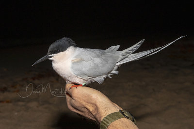 Roseate Tern (Sterna dougallii)_La Somone Estuary (Senegal)