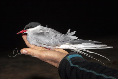 Arctic Tern (Sterna paradisaea)_La Somone Estuary (Senegal)