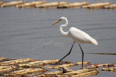 Great Egret (Egretta alba)_La Somone Estuary (Senegal)