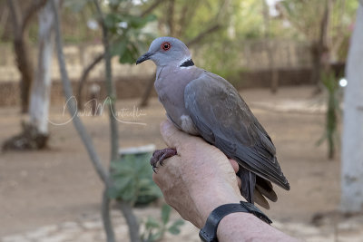 African Mourning Dove (Streptopelia decipiens)_La Somone (Senegal)